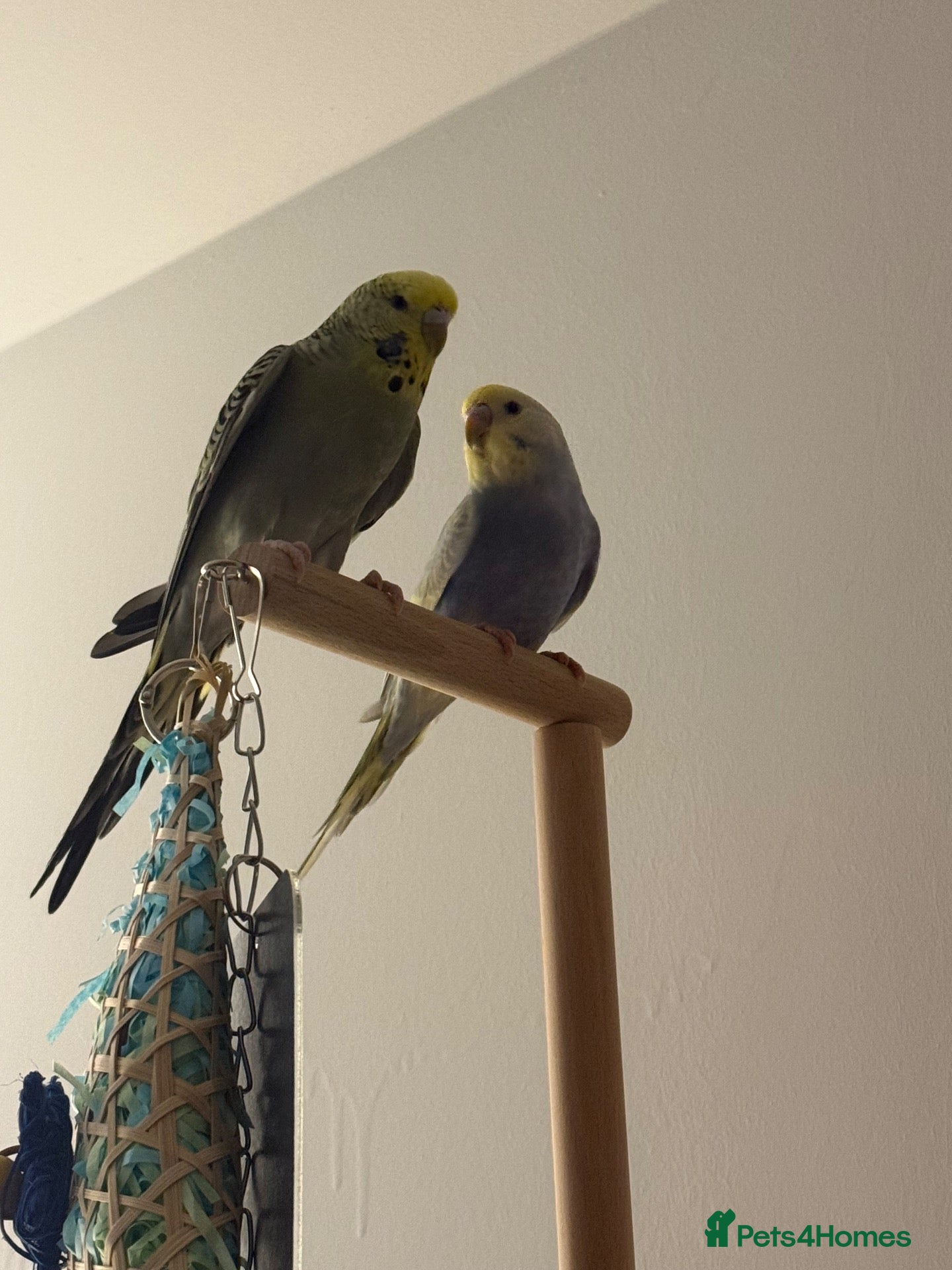 Budgerigars birds 4 budgies and full set up - Advert 1