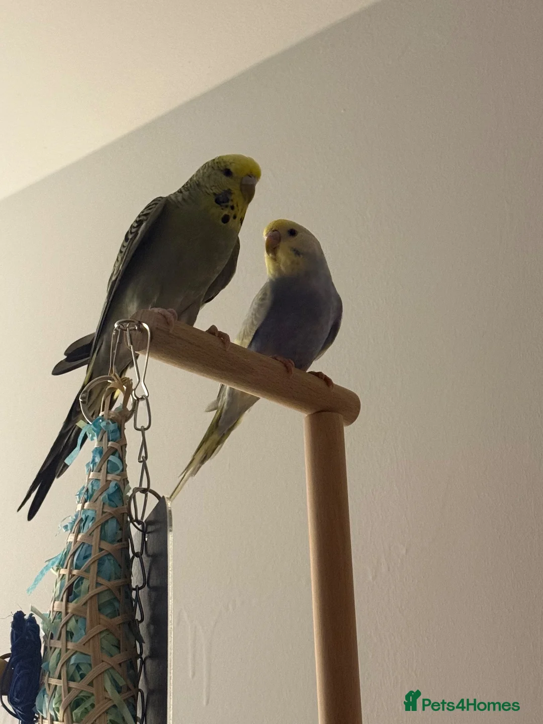 Budgerigars birds for sale: 4 budgies and full set up - Advert 1