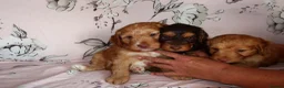 Cockapoo dogs for sale: Beautiful cocker poo puppies available  in Havercroft - Advert 10