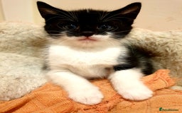 Mixed Breed cats for sale: Adorable trio of kittens  - Image 8