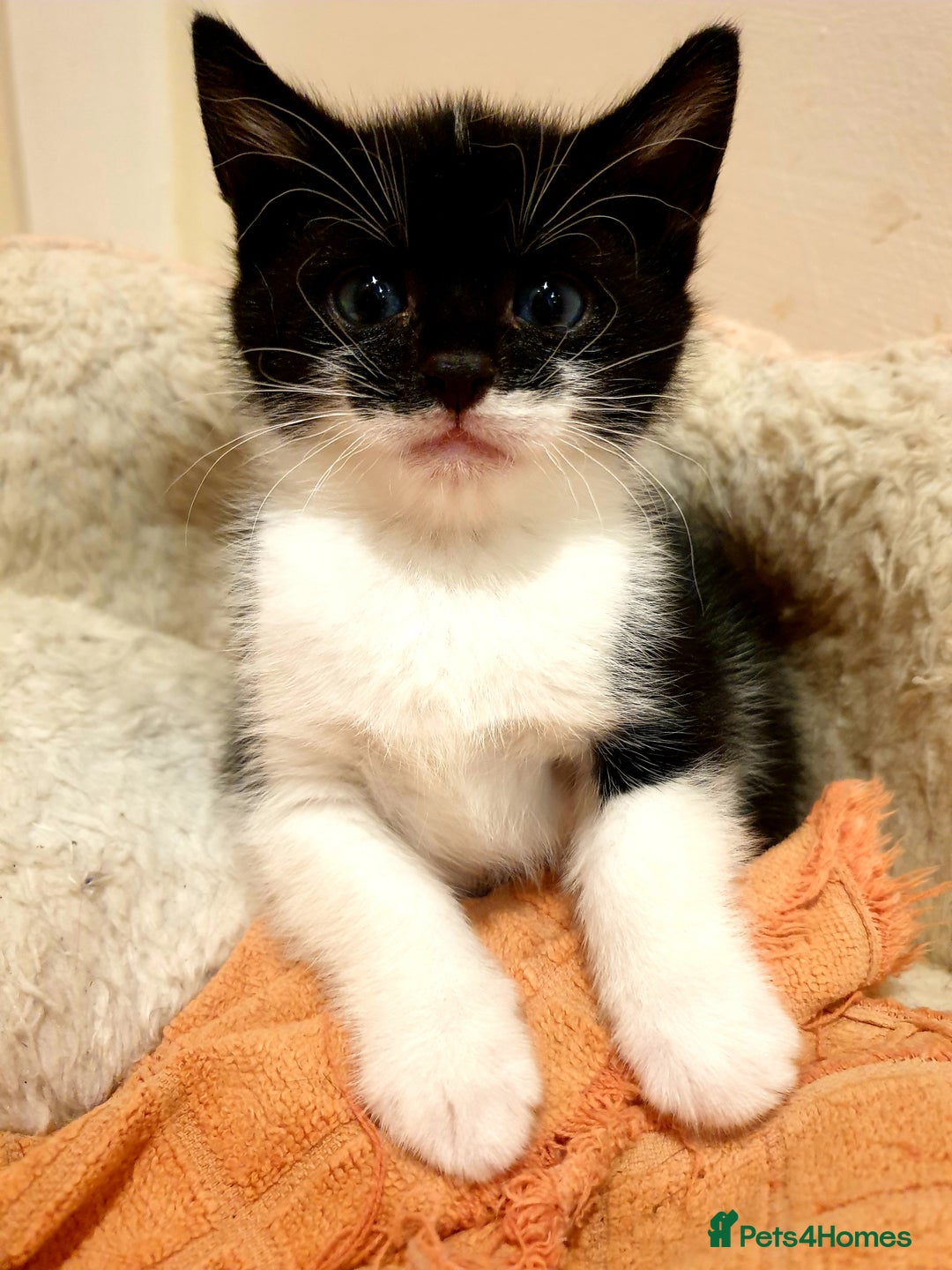 Mixed Breed cats for sale: Adorable trio of kittens  - Image 8