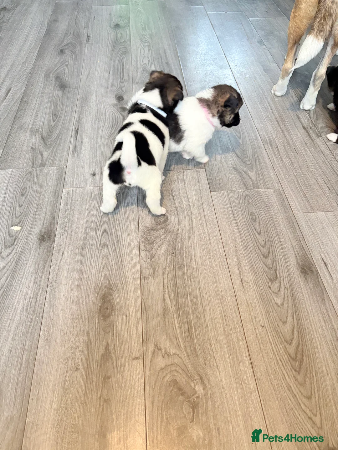 Akita dogs for sale: Akita pups March 12th ready to view  - Advert 10