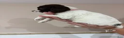 English Springer Spaniel dogs for sale:  KC registered English springer spaniel puppies - Advert 35