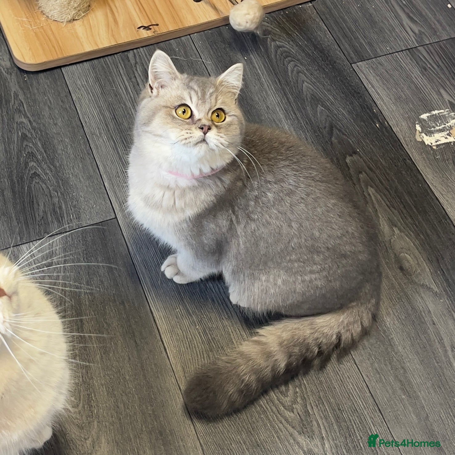 British Shorthair cats Only one TICA & GCCF British Shorthair Kitten  - Advert 1