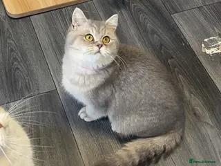 British Shorthair cats Only one TICA & GCCF British Shorthair Kitten - Advert 1