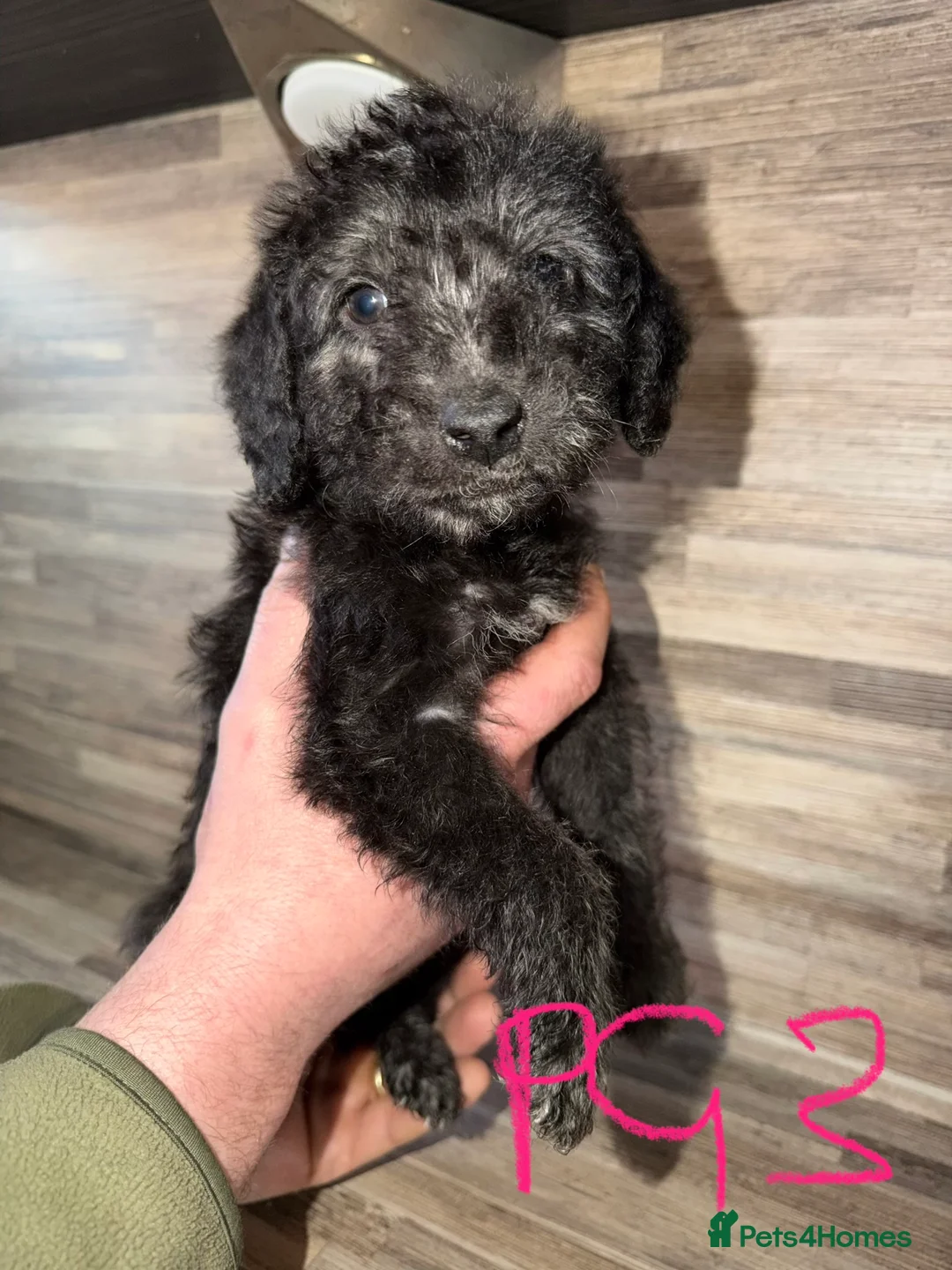Mixed Breed dogs for sale: Bedlington terrier/collie whippet mix  - Advert 10