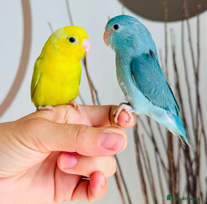 Parrots birds Gorgeous Parrots with Amazing Personalities - Advert 1