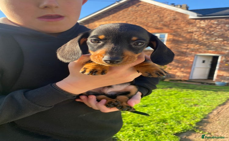 Dachshund dogs - Advert 1