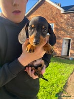 Dachshund dogs - Advert 4