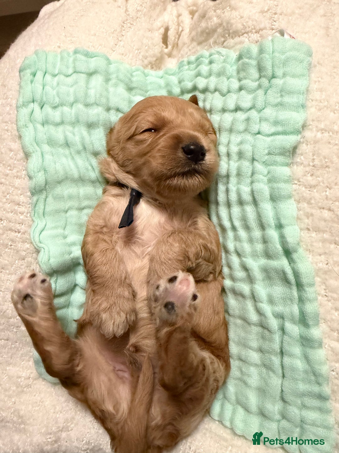 Labradoodle dogs for sale: Labradoodle  - Advert 9