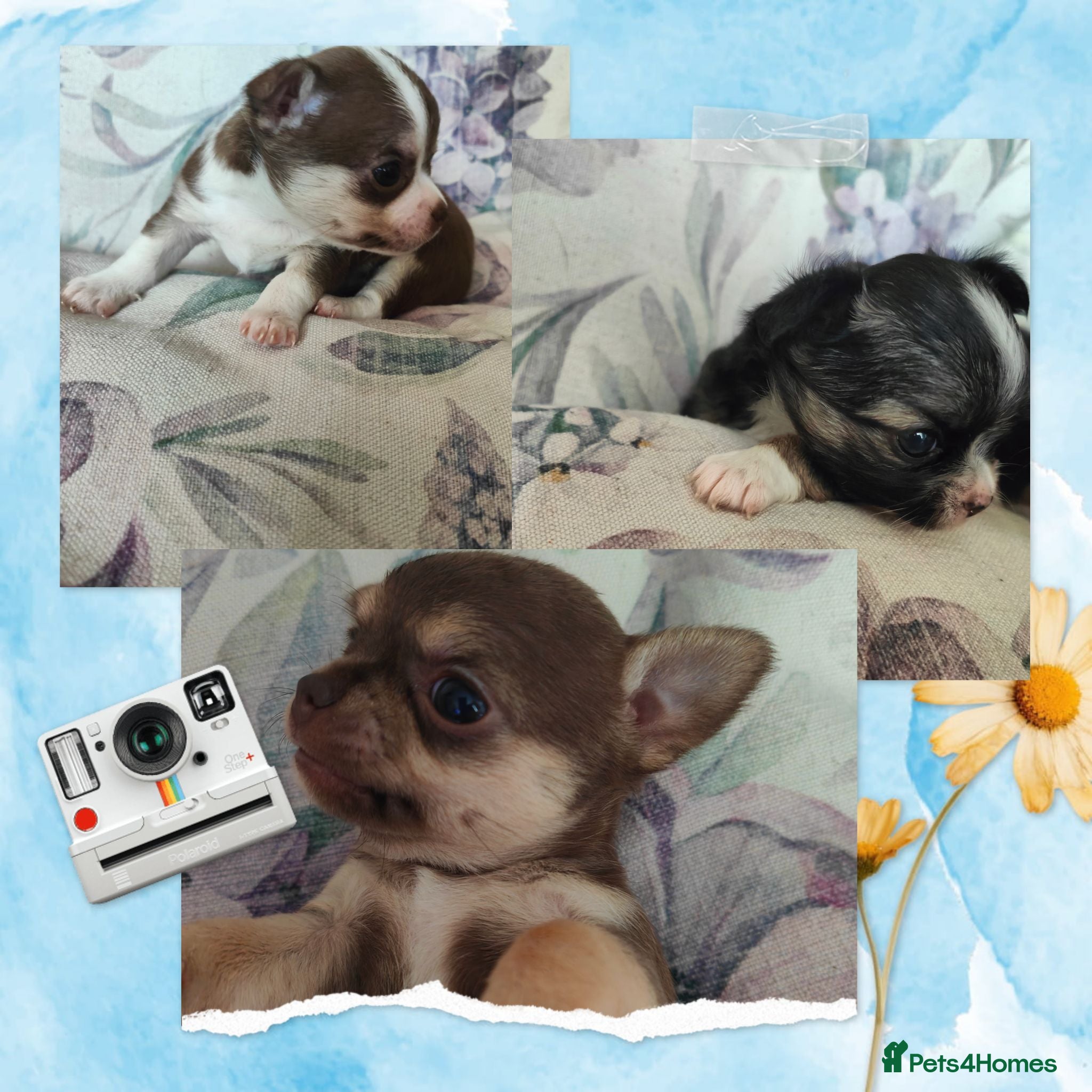 Chihuahua dogs 🌻Cute purebred chihuahua puppies🌻 - Advert 18