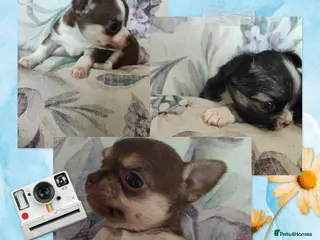 Chihuahua dogs 🌻Cute purebred chihuahua puppies🌻 - Advert 6