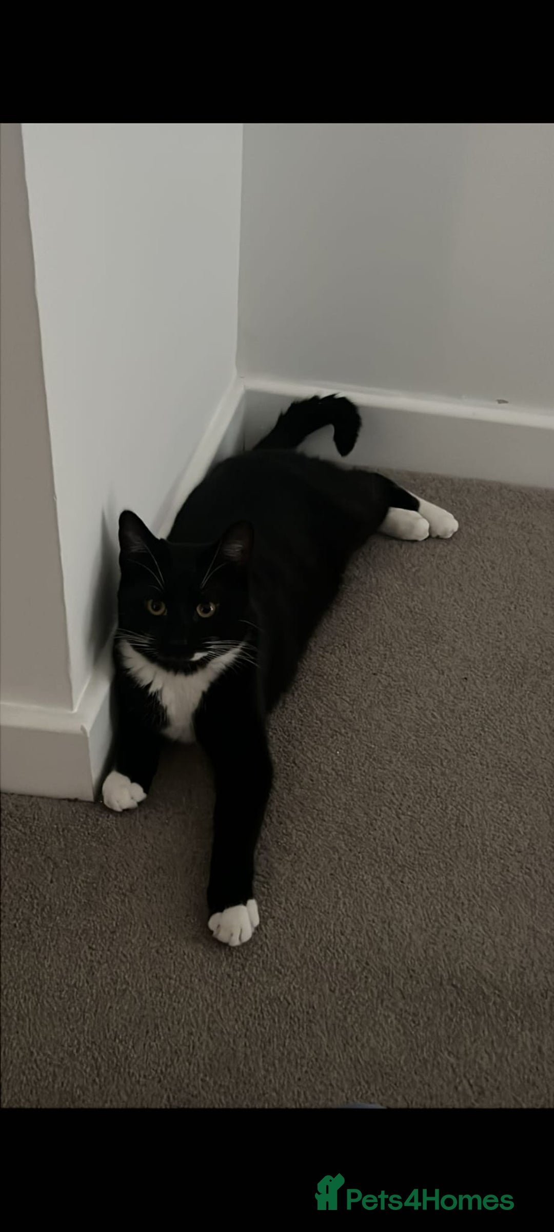 Mixed Breed cats for sale: Lovely Bonded pair (M+F) - must stay together - Advert 12