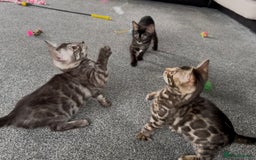 Bengal cats for sale: Well socialised bengal kittens - ready 21/12/25 - Advert 6