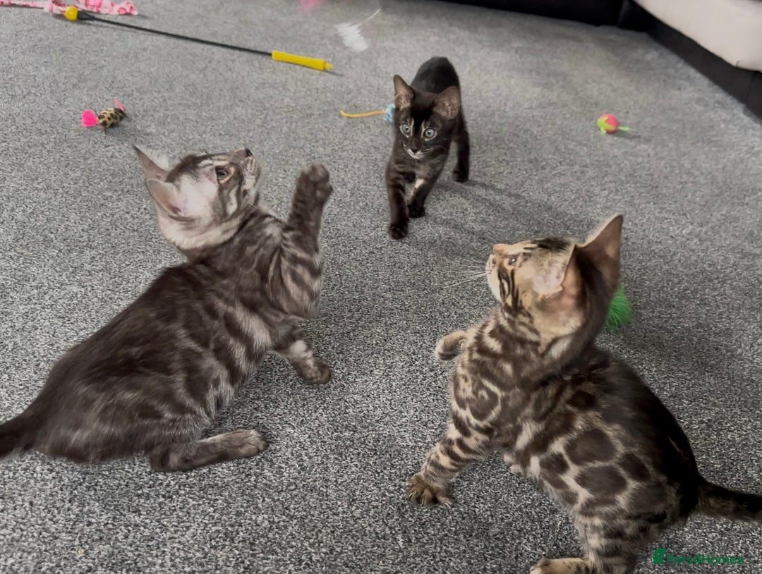 Bengal cats for sale: Well socialised bengal kittens - ready 21/12/25 - Advert 6