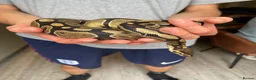 Python Snake reptiles for sale: Ball Python (Inc accessories) - Advert 1