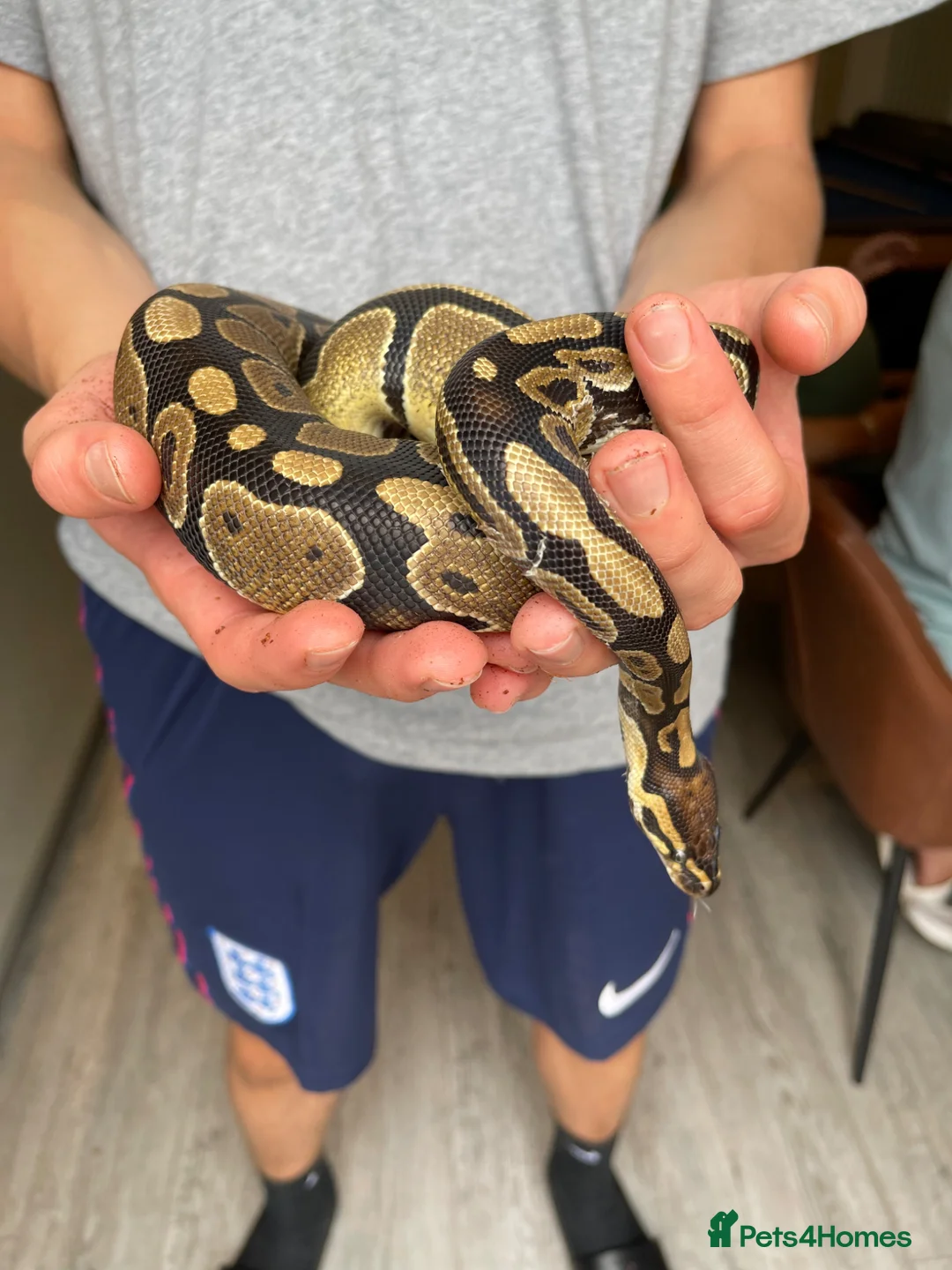 Python Snake reptiles for sale: Ball Python (Inc accessories) - Advert 1