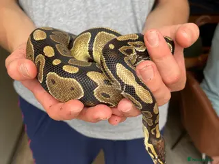 Python Snake reptiles Ball Python (Inc accessories) - Advert 1