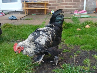 Chickens poultry - Advert 39