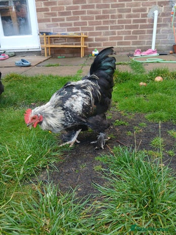 Chickens poultry - Advert 4