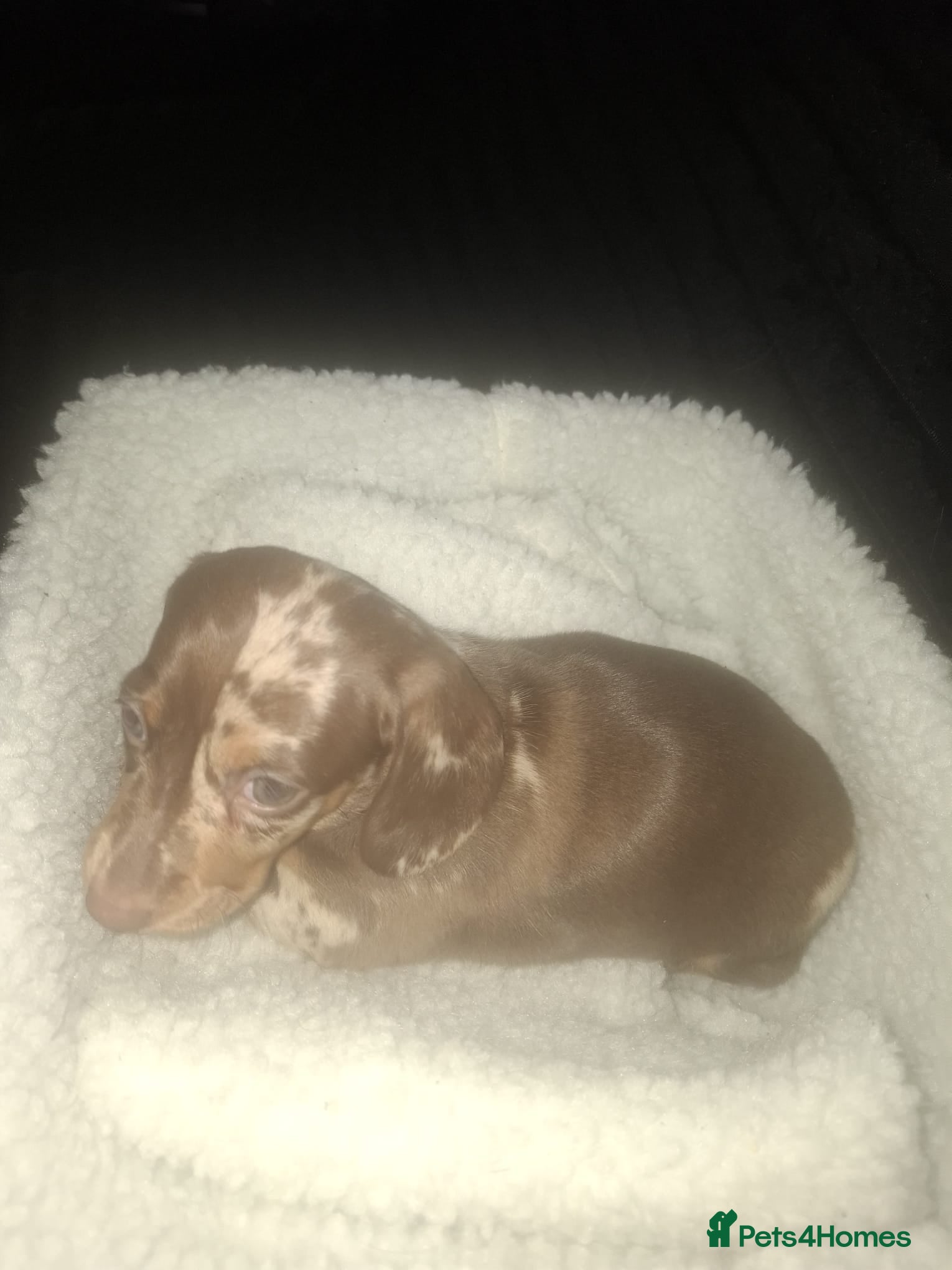 Dachshund dogs for sale: Dachshund puppys - Advert 4