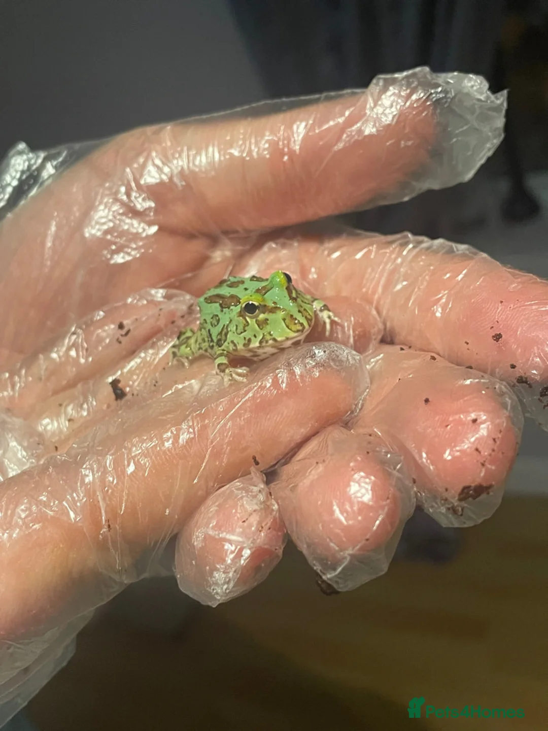 Frog reptiles for sale: Baby Pac-Man Froglets  - Advert 4