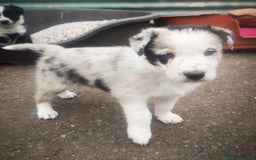 Border Collie dogs for sale: Beautiful Fluffy collie pups for sale  - Image 16