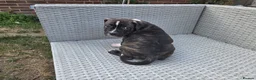 Staffordshire Bull Terrier dogs for sale: Beautiful Long-legged Staffy Puppies  in Dartford - Advert 5