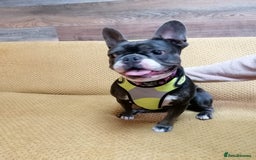 Mixed Breed dogs for adoption: ❤️Binx - 3 yo Frenchie x Boston terrier girl ❤️ - Image 2