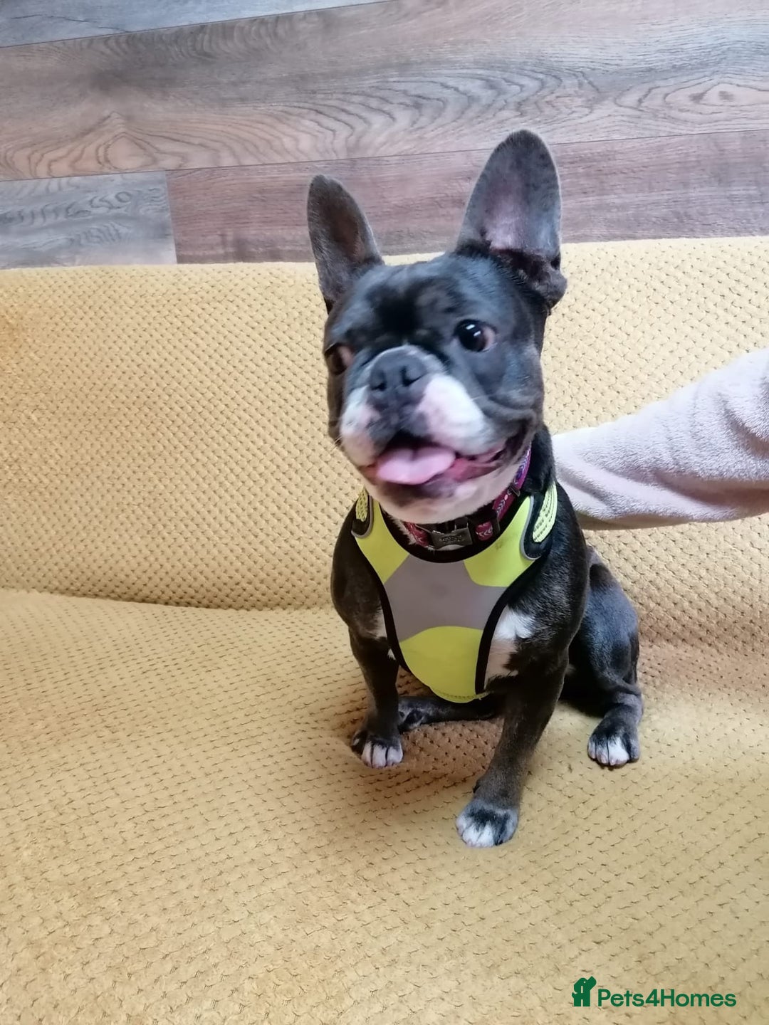 Mixed Breed dogs for adoption: ❤️Binx - 3 yo Frenchie x Boston terrier girl ❤️ - Image 2
