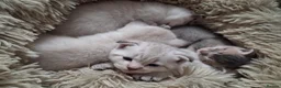 Scottish Fold cats for sale: Two beautiful Scottish Fold kittens - Advert 6