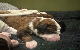 Bernedoodle dogs for sale: Bernedoodle F1B puppies - Image 22