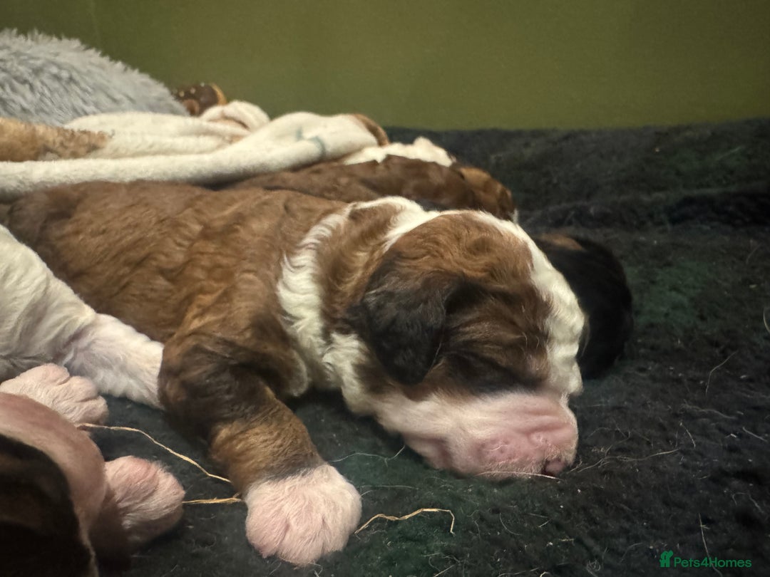 Bernedoodle dogs for sale: Bernedoodle F1B puppies - Image 22