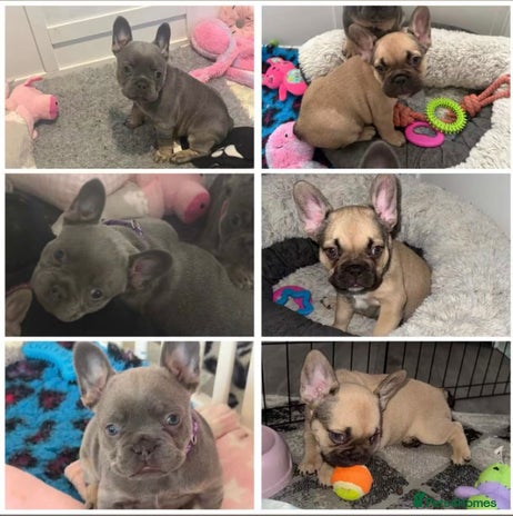 French Bulldog dogs - Advert 9