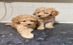 Toy Poodle dogs for sale: KC Girl Toy Poodle Girl  - Image 3