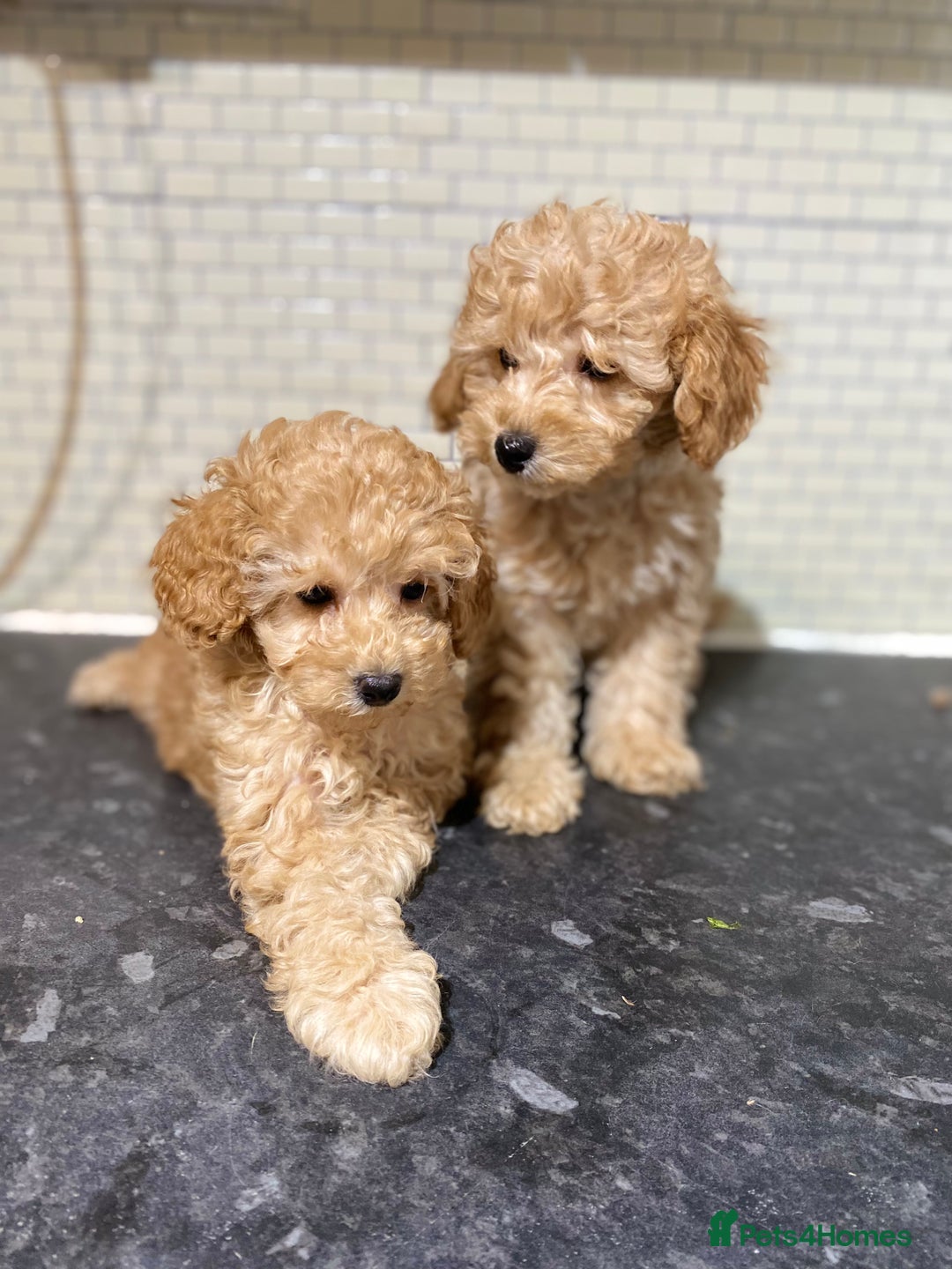 Toy Poodle dogs for sale: KC Girl Toy Poodle Girl  - Image 3