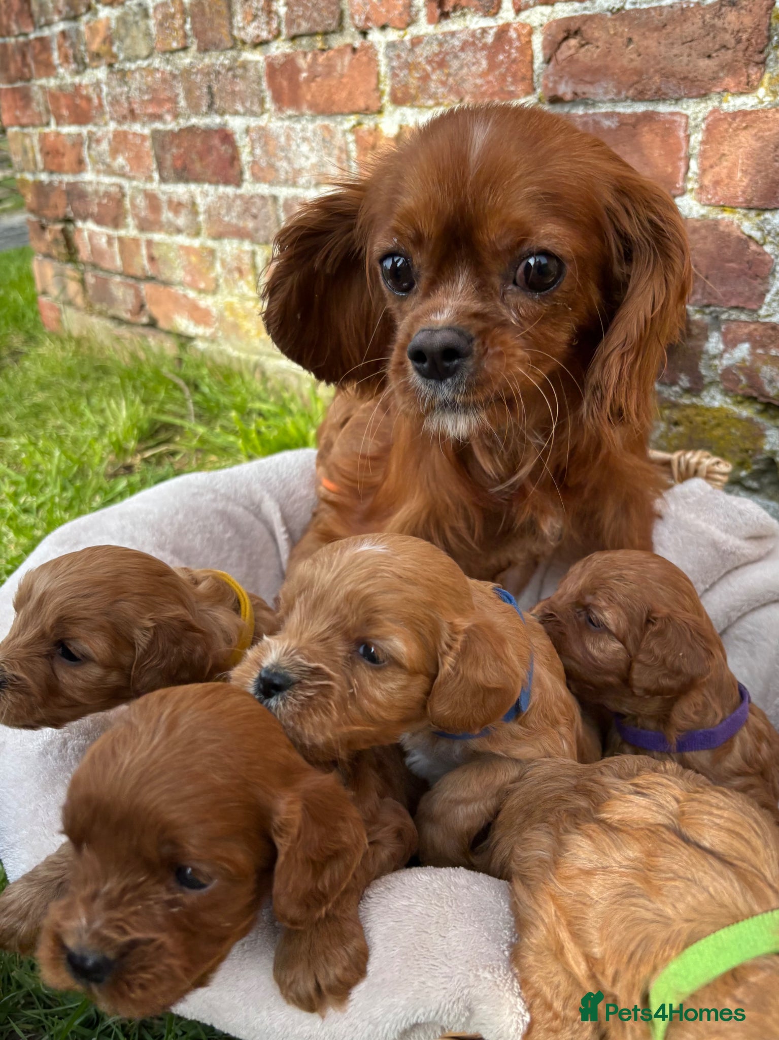 Cavapoo dogs Stunning Special Red F1 Cavapoo Puppies KC Parents - Advert 5