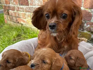 Cavapoo dogs Stunning Special Red F1 Cavapoo Puppies KC Parents - Advert 5