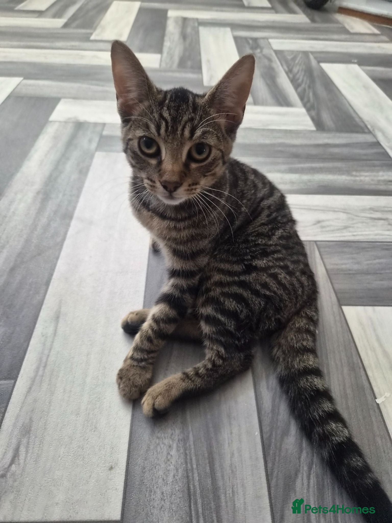Mixed Breed cats Lovely female kitten for sale  - Advert 7