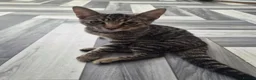 Mixed Breed cats for sale: Lovely female kitten for sale  - Advert 1