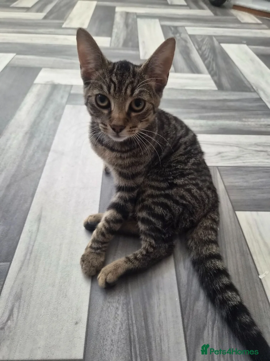 Mixed Breed cats for sale: Lovely female kitten for sale  - Advert 1