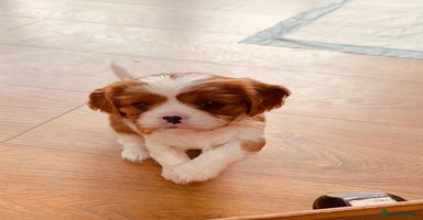 Cavalier King Charles Spaniel dogs - Advert 3