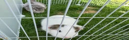 Guinea Pig rodents for sale: Sow pair in Stafford - Advert 1
