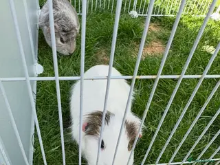 Guinea Pig rodents Sow pair - Advert 2