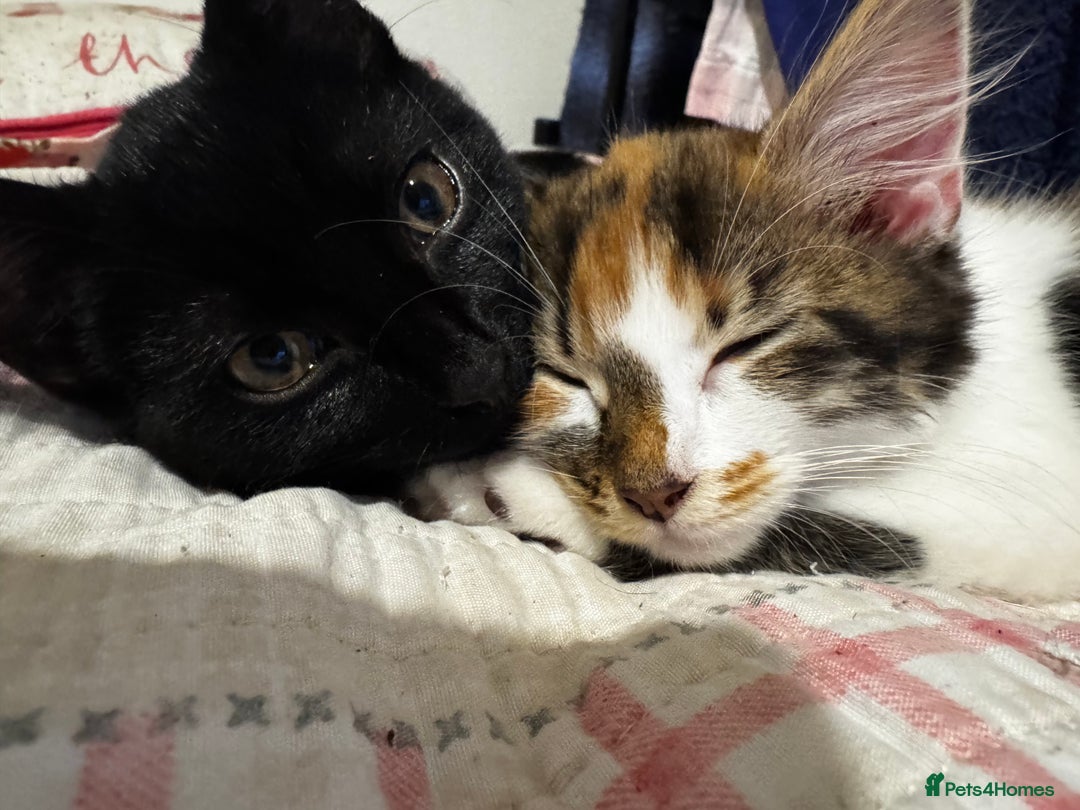 Mixed Breed cats for sale: female kittens. - Advert 3