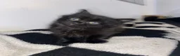 Mixed Breed cats for sale: Short and long haired kittens  in Loughborough - Advert 8