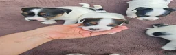 Jack Russell dogs for sale: BEAUTIFUL JACK RUSSELL PUPPIES AVAILABLE - Advert 4