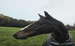 English Thoroughbred horses for sale: Sweet horse looking for solo home - Image 3