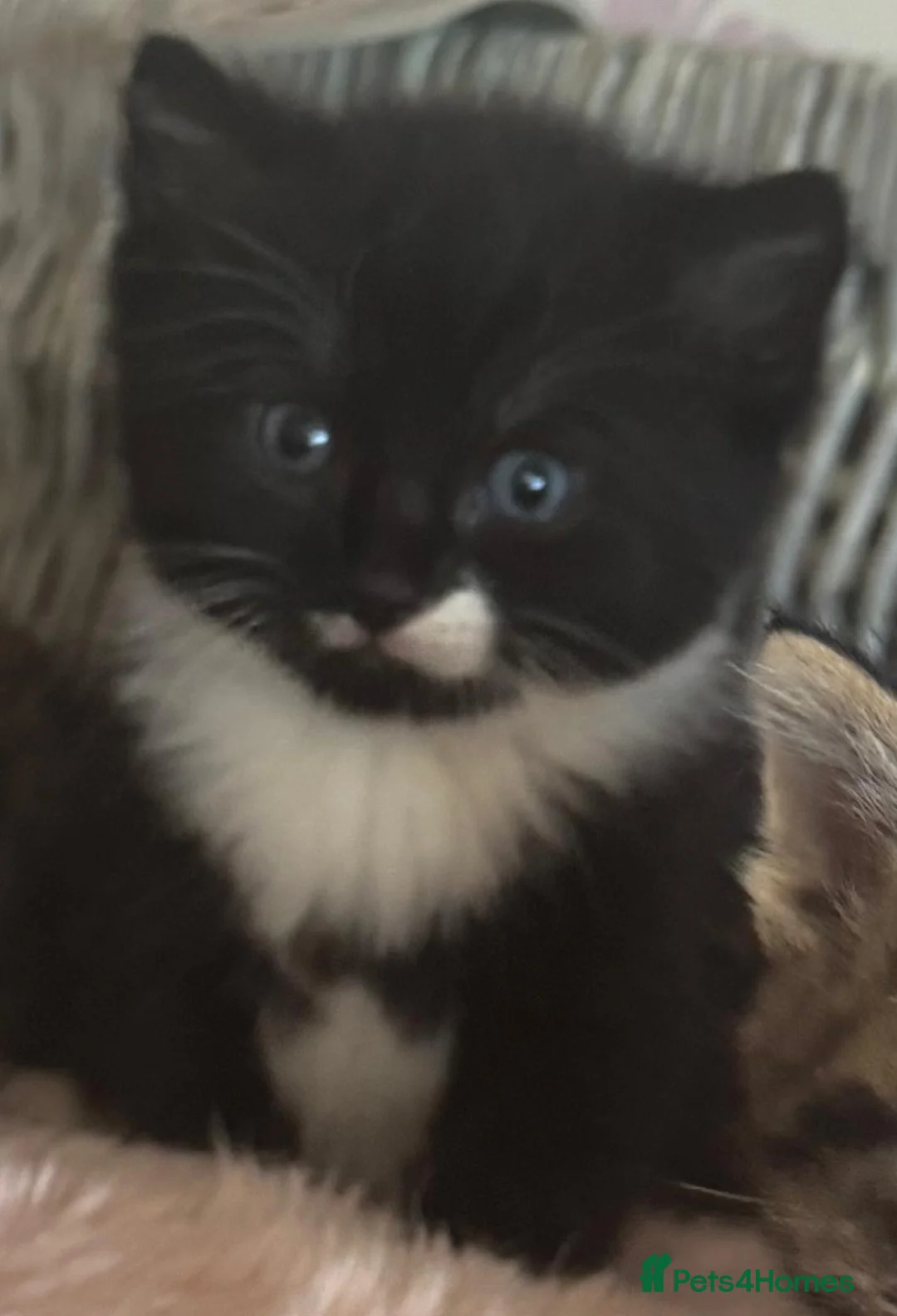 Mixed Breed cats for sale: Mixed breed kittens  - Advert 8