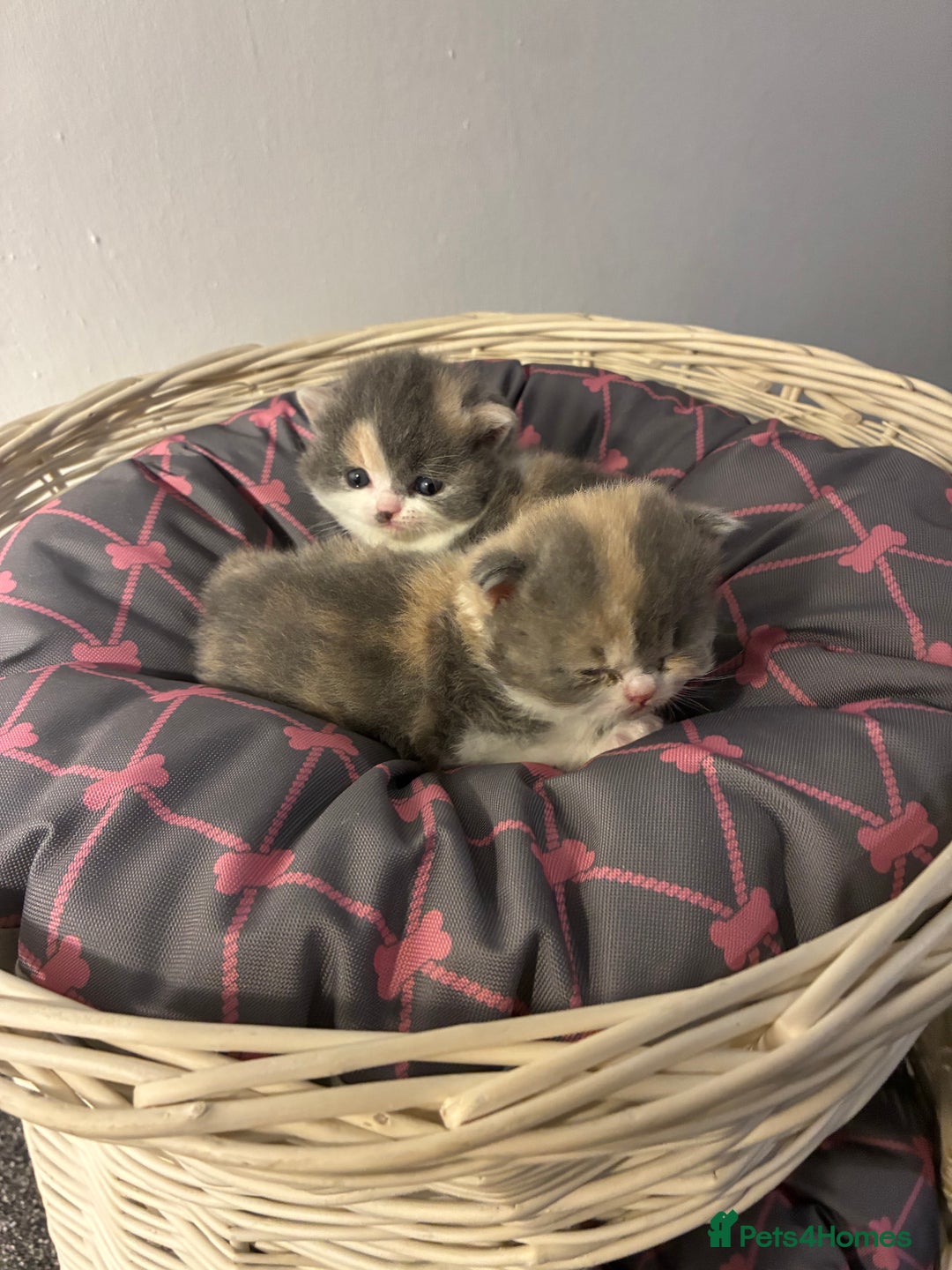 British Shorthair cats for sale: 5 BSH TICA REGISTERED KITTENS - Advert 14